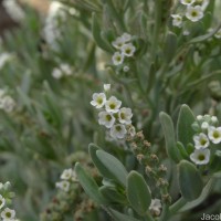 Heliotropium curassavicum L.